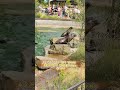Фейковые аккаунты в комментах: новая уловка пропаганды о Германии #shorts #россия2025
