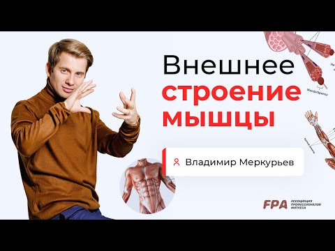 Внешнее строение мышцы | Владимир Меркурьев (FPA)