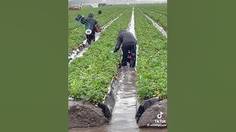 Field Work #fieldwork #digging #viralshorts #viralvideo #tree #treeworker