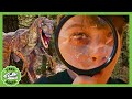 Can You Find All the Dinosaurs? Scavenger Hunt! | T-Rex Ranch Dinosaur Videos for Kids
