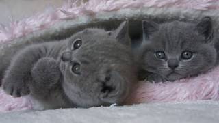 koty brytyjskie  Fernandi i Gregory  British Shorthair Cattery