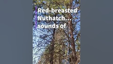 Sounds of Red breasted Nuthatch