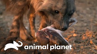 Descubre El Asombroso Sistema Digestivo De Las Hienas Africanas Los Secretos Del Mundo Animal