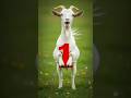 Let your kid learn counting with me#farmanimals #kindergarten #learnnumbers