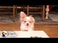 Funny Guilty Dogs Compilation | The Dodo