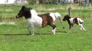 Mini Paardje 12 Uur Oud, Janys Little Farm