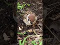 チュン太郎、キョロキョロする