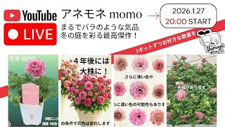 20時〜!アネモネ momo 数量限定Live販売! アネモネの話をしながら4年後の大株を夢見て!