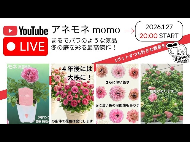 20時〜！アネモネ momo 数量限定Live販売！ アネモネの話をしながら4年