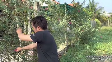 Chăm sóc cây hoa hồng đúng kĩ thuật. 0917183271