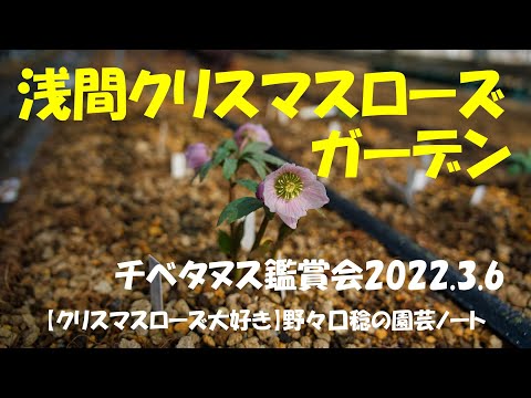 浅間クリスマスローズガーデン 22 3 6 Youtube