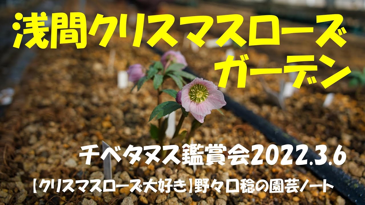 浅間クリスマスローズガーデン 22 3 6 Youtube