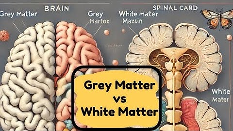 Grey Matter and White Matter of Brain | Structure, Function & Clinical Significance | Neurology