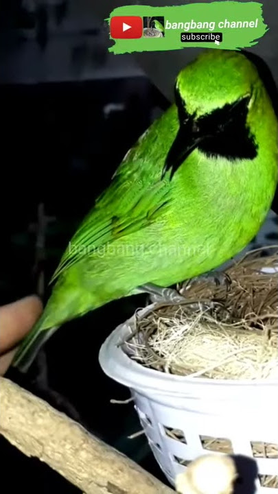 Cucak Ijo betina akan membesarkan sendiri anaknya tanpa sijantan...#$??