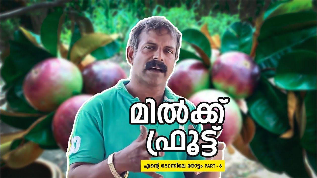 Milk Fruit Tree In Kerala atelieryuwa.ciao.jp