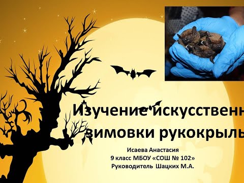 Как зимуют летучие мыши? (зимовка рукокрылых)