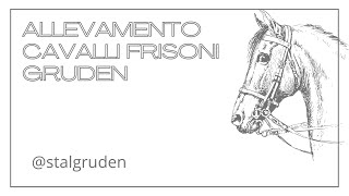 Allevamento Cavalli Frisoni Gruden - Belvedere Tv