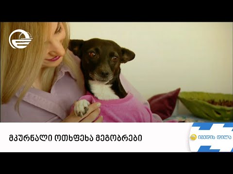 მკურნალი ოთხფეხა მეგობრები