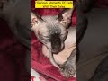 The Hilarious Moments Of Cats With Their Tales