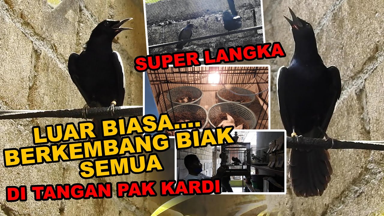 TAKJUB..!! 6 PASANG K4CER WULUNG RAJA YANG L4NGKA KINI BERKEMBANG BIAK PRODUKTIF DI PENANGKARAN INI