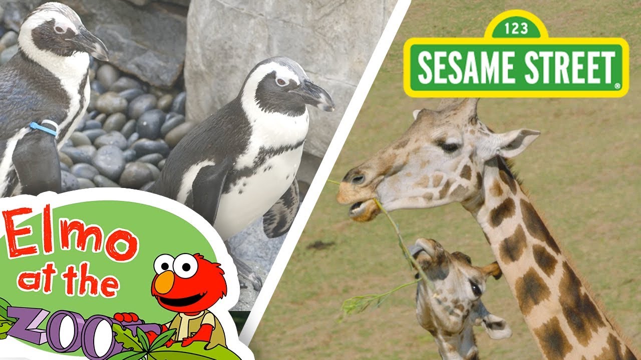 Sesame Street Learn About Animals with Elmo  Elmo at the Zoo Compilation