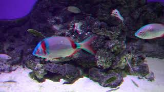 The Blue Planet Aquarium Copenhagen HD 3D Anaglyph