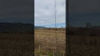 Revelando los Encantos de Campo Peralillo Hualañe, Chile
