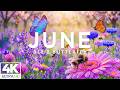 Springtime Splendor 4K 🌸 | Blooming Flowers, Butterflies & Gentle Bees in Relaxing Nature Scenery
