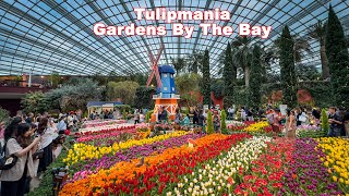 Tulipmania at Flower Dome, Gardens By The Bay, Singapore