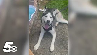 Owners say Fort Smith Animal Haven euthanized their lost dog hours after he arrived