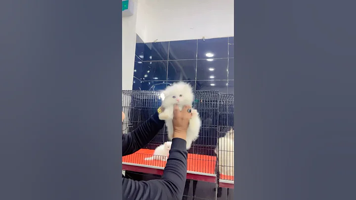 Video 11808901: persian cat kitten, cat kitten blue eyes, pet lover