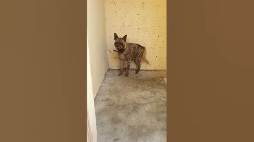 صوت ضبع مرعب جداا 