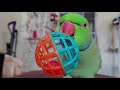 Indian ringneck parrot playing