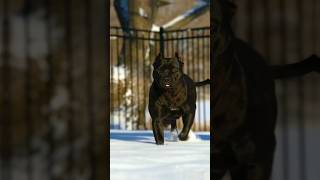 Pitbull 👑 vs Daberman fight🔥#viral #dogs #shorts