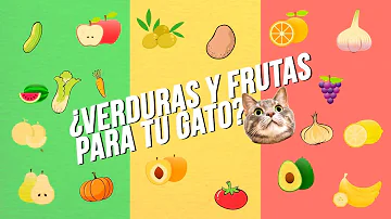 ¿Pueden comer aguacate los gatos?