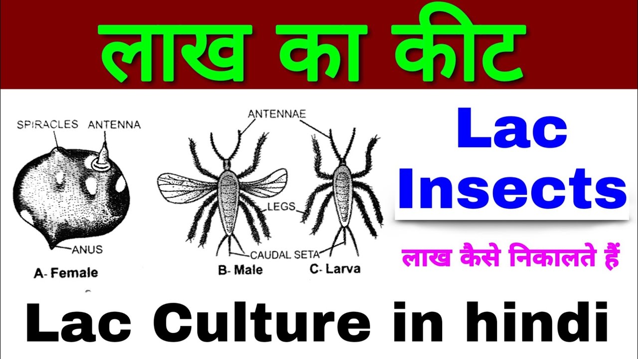 Crustaceans Meaning In Hindi