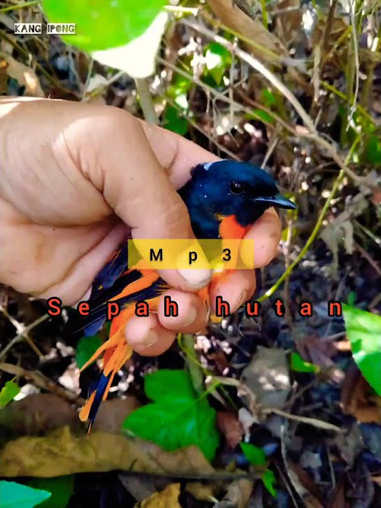 jagonya pikat sepah hutan
