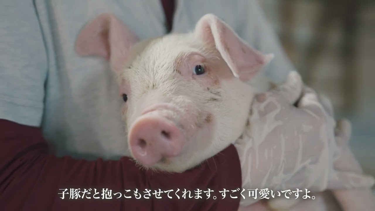 【畜産ジョブ】(熊本・鹿児島)株式会社佐々ファーム_プロモーション動画