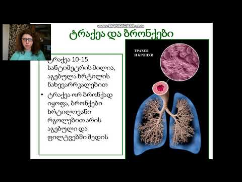 სასუნთქი სისტემა - პირველი ნაწილი