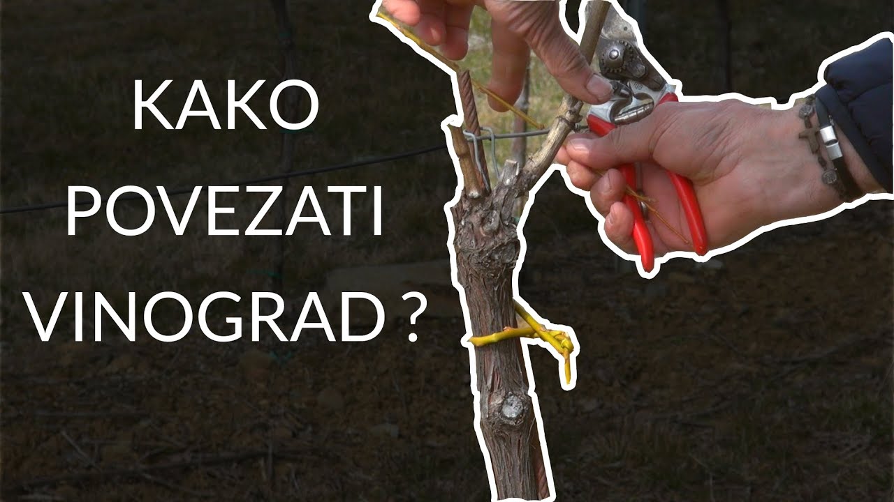 Kako povezati vinograd? - Zlatno klasje #255