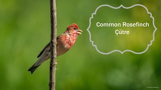 Common Rosefinch Bird Song, Call  Çütre Kuşu Ötüşü, Sesi Carpodacus Erythrinus