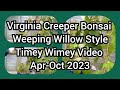 Virginia Creeper Bonsai Weeping Willow Style Timey Wimey Video Apr Oct 2023