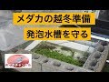 [最も欲しかった] メダカ 発泡スチロール 冬越し 241581-メダカ 発泡スチロール 冬越し