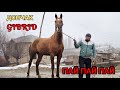 ЫКТЫЯРДА АРЗАН БААДА күүтүүлөрү чыкты ⭐️30 января 2024 г.