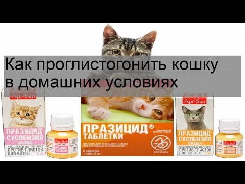 Проглистогонить кошку в домашних условиях