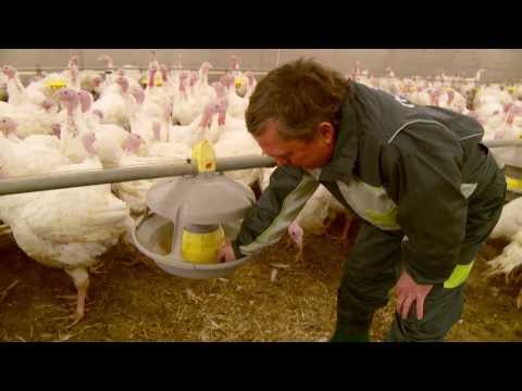 Video: Hvordan Man Laver En Kalkun Diætrulle