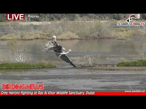 Grey Herons fighting at Ras Al Khor Wildlife Sanctuary, Dubai