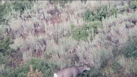 Phone Skope Example Digiscoping Video - 800 Yards Deer iPhone 11 Pro and Vortex Razor Spotting Scope