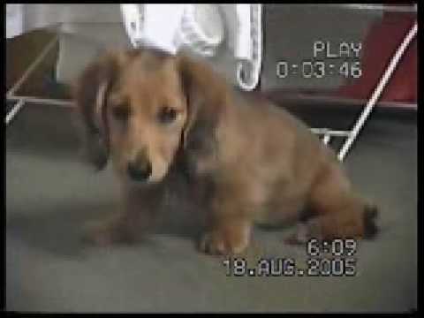 Mabel Mini Longhaired Dachshund Puppy