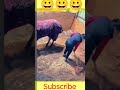 Animal new comedy  comedy funny viralshorts short youtubeshorts shortsfeed